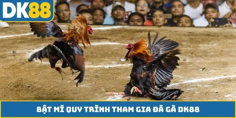 Bật mí quy trình tham gia đá gà DK88