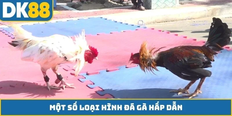 Một số loại hình đá gà hấp dẫn
