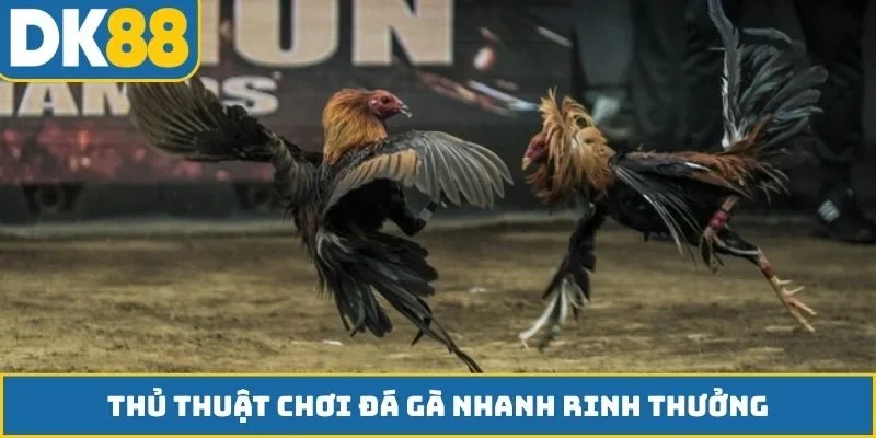 Thủ thuật chơi đá gà nhanh rinh thưởng